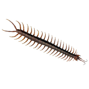 Large Centipede 16CM (Scolopendra morsitan) - TaxidermyArtistry