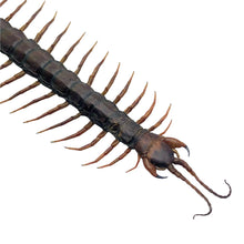 Large Centipede 16CM (Scolopendra morsitan) - TaxidermyArtistry