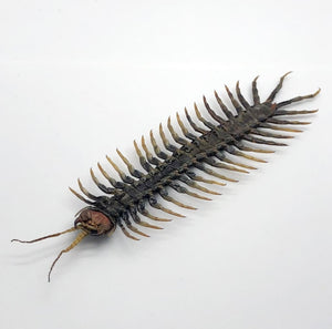 Large Centipede 16CM (Scolopendrida sp) - TaxidermyArtistry
