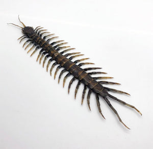Large Centipede 16CM (Scolopendrida sp) - TaxidermyArtistry
