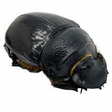 Large Dung Beetle (Heliocopris bucephalus) (PAIR) - TaxidermyArtistry