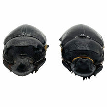 Large Dung Beetle (Heliocopris bucephalus) (PAIR) - TaxidermyArtistry