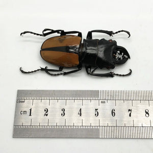 Large Odontolabis ludekingi Stag Beetle - TaxidermyArtistry