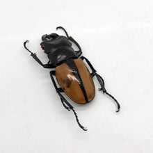Large Odontolabis ludekingi Stag Beetle - TaxidermyArtistry