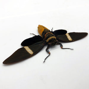 Large Orange Cicada (Tosena albata) - TaxidermyArtistry