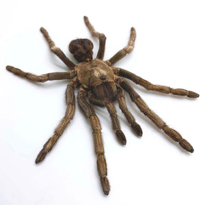 Large Rusty Birdeater Tarantula Spider (Acanthoscurria ferina) (SPREAD) - TaxidermyArtistry
