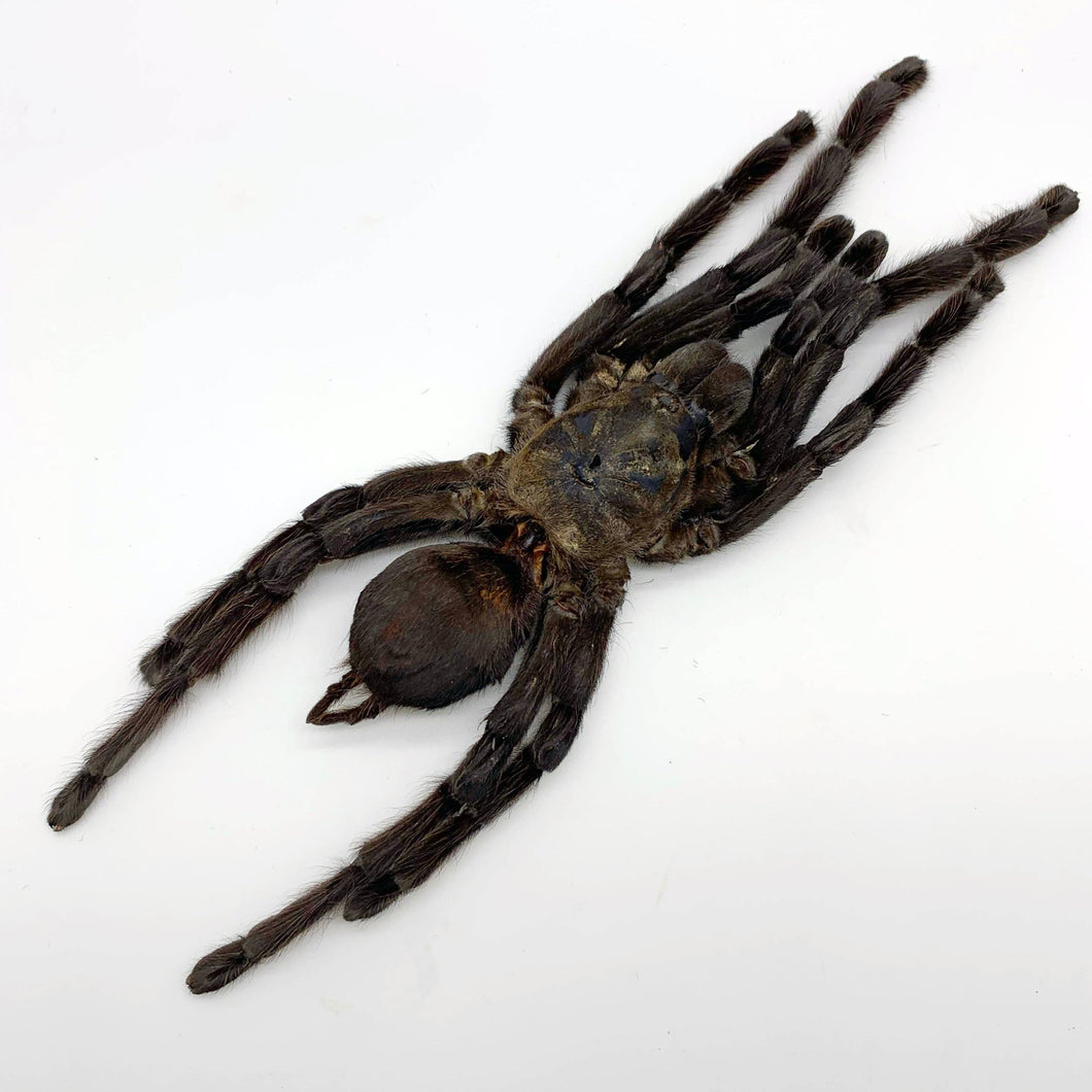 Large Spider Tarantula (Haplopelma minax) - TaxidermyArtistry