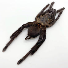 Large Spider Tarantula (Haplopelma minax) - TaxidermyArtistry