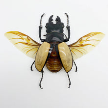 Large Spread Odontolabis ludekingi Stag Beetle - TaxidermyArtistry