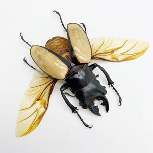 Large Spread Odontolabis ludekingi Stag Beetle - TaxidermyArtistry
