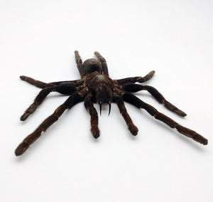LARGE SPREAD Taxidermy Tarantula Spider Eurypelma spinicrus - TaxidermyArtistry