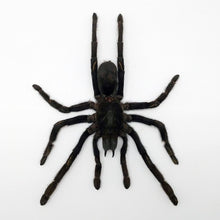 LARGE SPREAD Taxidermy Tarantula Spider Eurypelma spinicrus - TaxidermyArtistry