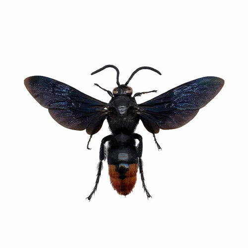 Large Wasp Megascolia azurea - TaxidermyArtistry