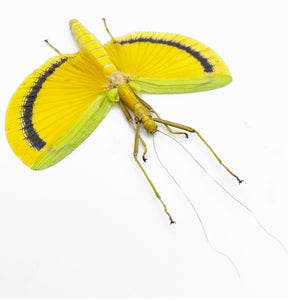 Large Yellow Phasmidae (Eurynecroscia nigrofasciata) (Spread) (M) - TaxidermyArtistry