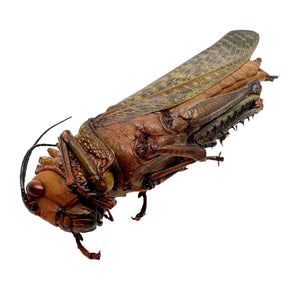 Largest Brown Grasshopper (Tropidacris dux) (F) Insect - TaxidermyArtistry