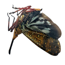 Leafhopper Lanternfly (Saiva Bullata) - TaxidermyArtistry
