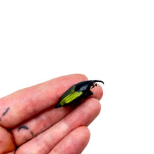 Long Nosed Green Weevil (Paratasis elegans) - TaxidermyArtistry