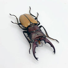 Longjaw Beetle cyclommatus bicolor Insect - TaxidermyArtistry