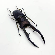 Longjaw Beetle Cyclommatus metallifer finae (BLACK) Insect - TaxidermyArtistry