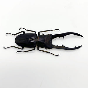 Longjaw Beetle Cyclommatus metallifer finae (BLACK) Insect - TaxidermyArtistry