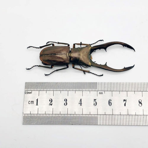 Longjaw Beetle Cyclommatus metallifer finae Insect - TaxidermyArtistry