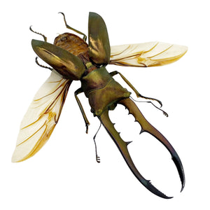 Longjaw Beetle Cyclommatus metallifer (Spread) - TaxidermyArtistry