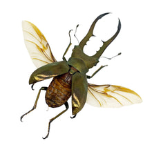 Longjaw Beetle Cyclommatus metallifer (Spread) - TaxidermyArtistry