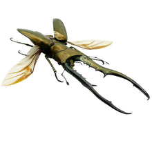 Longjaw Beetle Cyclommatus metallifer (SPREAD) (HUGE) - TaxidermyArtistry