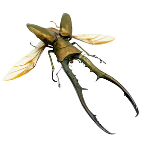 Longjaw Beetle Cyclommatus metallifer (SPREAD) (HUGE) - TaxidermyArtistry