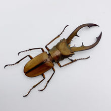 Longjaw Beetle Cyclommatus tarandus - TaxidermyArtistry