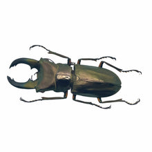 Longjaw Beetle Cyclommatus truncatus Insect - TaxidermyArtistry