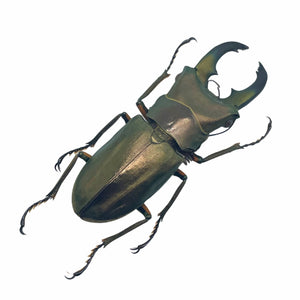 Longjaw Beetle Cyclommatus truncatus Insect - TaxidermyArtistry