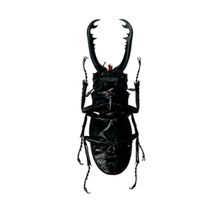 Longjaw Beetle (Prosopocoilus astacoides cinnamomeus), M - TaxidermyArtistry