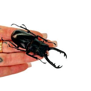 Longjaw Beetle (Prosopocoilus astacoides cinnamomeus), M - TaxidermyArtistry