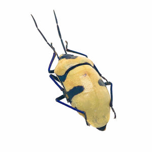 Man Faced Stink Bug (eucorysses grandis) - TaxidermyArtistry
