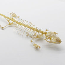 Many-striped Skink Eutropis multifasciata Skeleton - TaxidermyArtistry