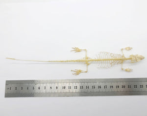 Many-striped Skink Eutropis multifasciata Skeleton - TaxidermyArtistry