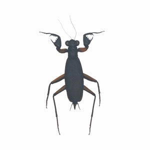 Matte Praying Mantis Insect Specimen (metallyticus violaceus) (F) - TaxidermyArtistry