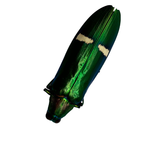 Metallic Green Jewel Beetle (Megaloxantha daleni) - TaxidermyArtistry