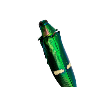 Metallic Green Jewel Beetle (Megaloxantha daleni) - TaxidermyArtistry