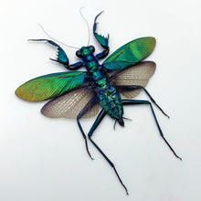 Metallic Praying Mantis Insect (Metallyticus Splendidus) (Pair) (Spread) - TaxidermyArtistry