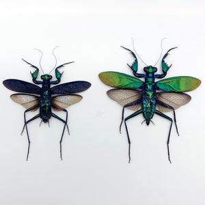 Metallic Praying Mantis Insect (Metallyticus Splendidus) (Pair) (Spread) - TaxidermyArtistry