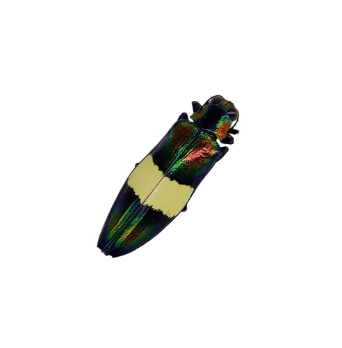 Metallic Wood Boring Beetle (Chrysochroa toulgoeti) - TaxidermyArtistry