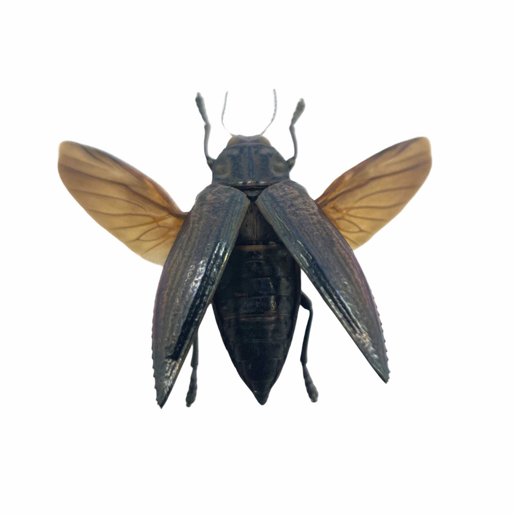 Metallic wood-boring beetle (Chrysodema elongata) (spread) Insect - TaxidermyArtistry