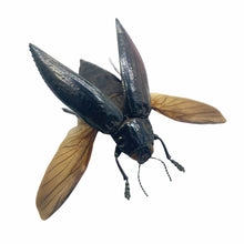 Metallic wood-boring beetle (Chrysodema elongata) (spread) Insect - TaxidermyArtistry