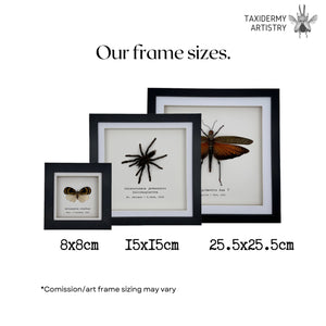Metallic Wood-Boring Beetle Frame (Chrysodema elongata) - TaxidermyArtistry