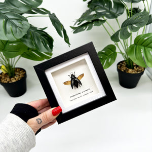 Metallic Wood-Boring Beetle Frame (Chrysodema elongata) - TaxidermyArtistry