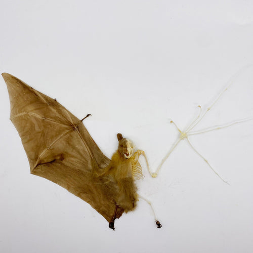 Minute fruit Mega Bat (Cynopterus minutus) Half Taxidermy/Skeleton - TaxidermyArtistry