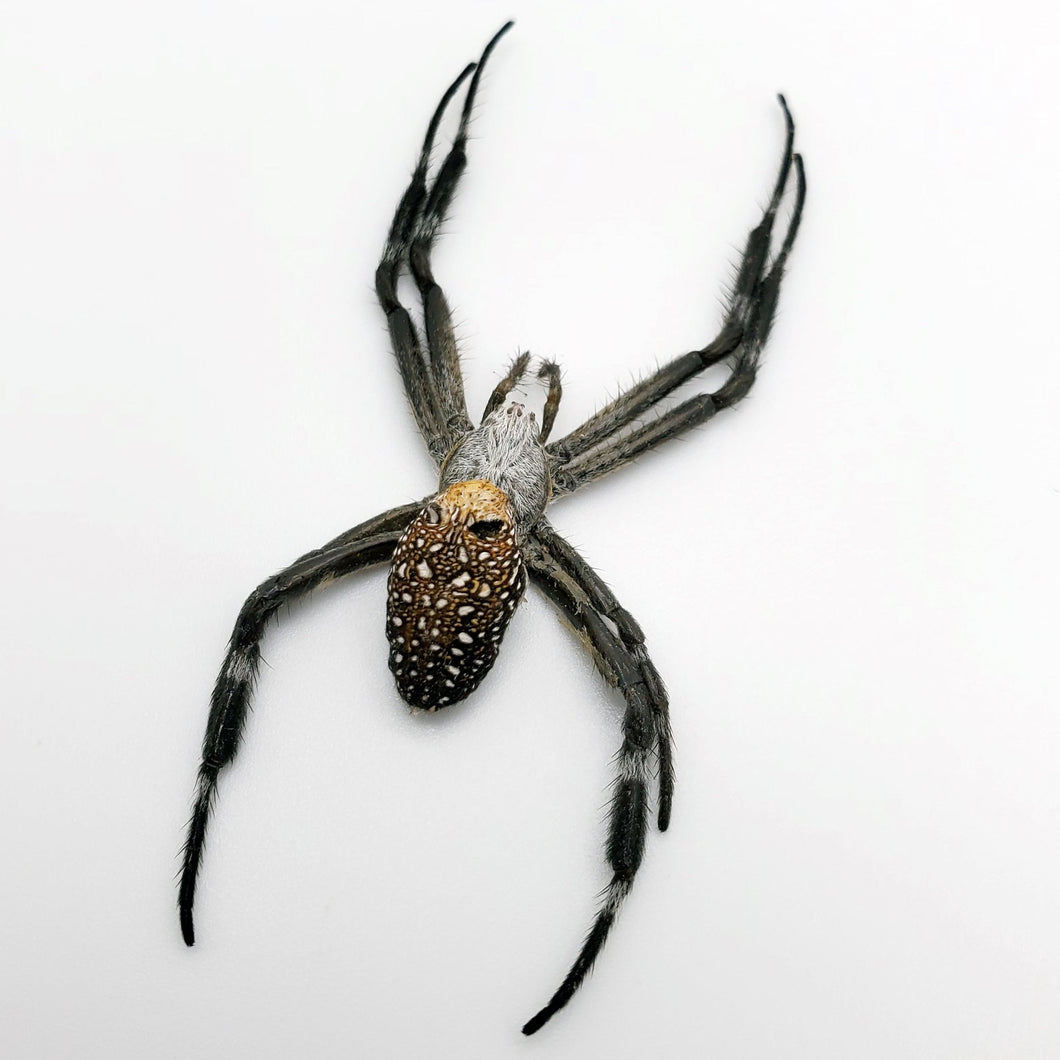 Mixed Garden Spider Specimen - TaxidermyArtistry