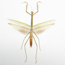 Narrow-winged Praying Mantis Insect Specimen (Tenodera angustipennis) - TaxidermyArtistry